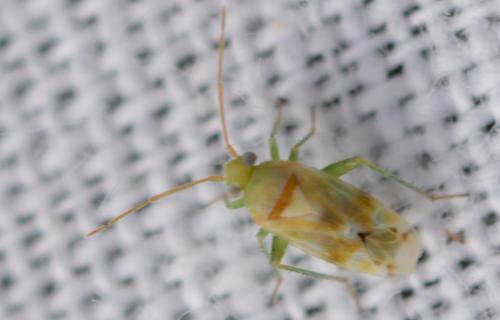 Réf. 327 773 : Tuponia sp.